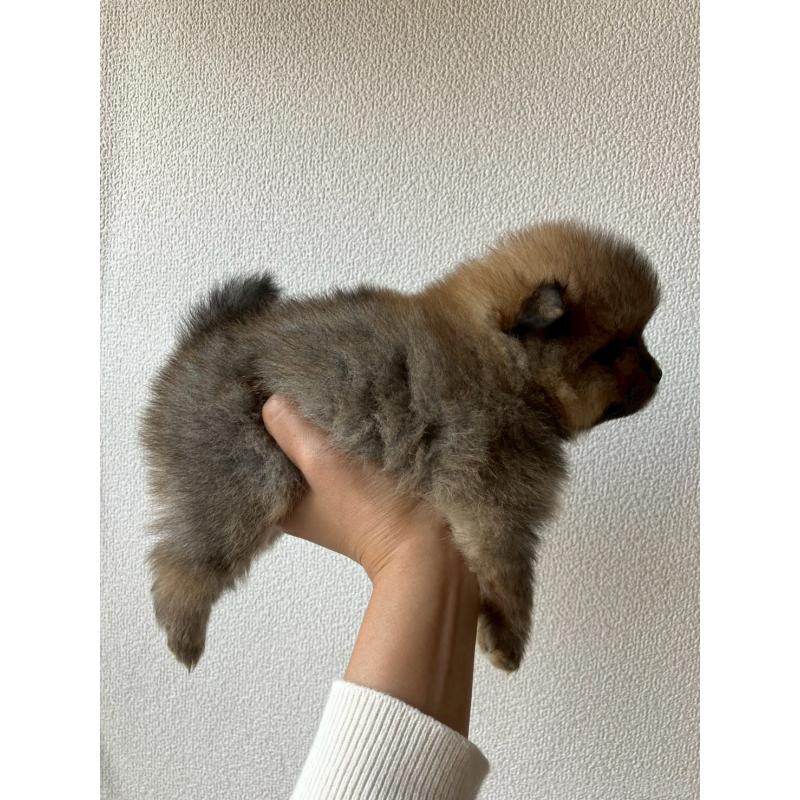 販売中の長崎県のポメラニアン-425463の12枚目