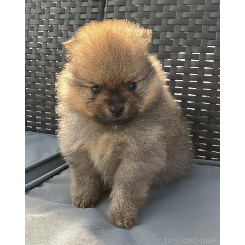 販売中の長崎県のポメラニアン-425463の11枚目