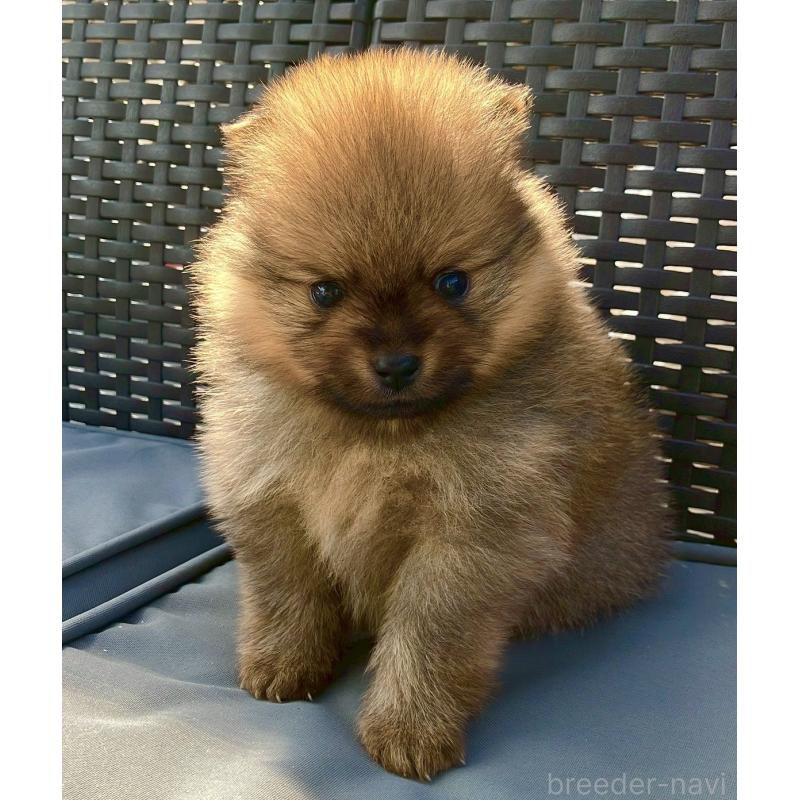 販売中の長崎県のポメラニアン-425463