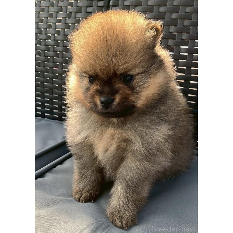 販売中の長崎県のポメラニアン-425463の10枚目