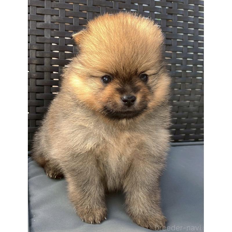 販売中の長崎県のポメラニアン-425463の9枚目