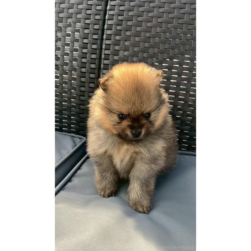 販売中の長崎県のポメラニアン-425463の8枚目