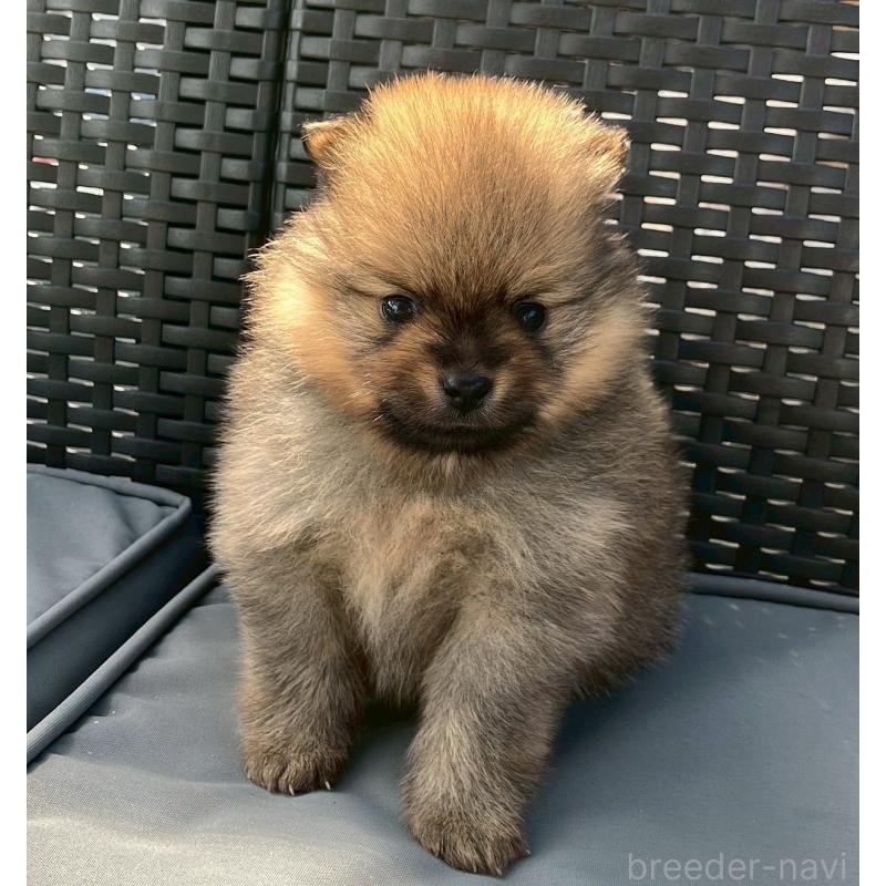 販売中の長崎県のポメラニアン-425463の7枚目