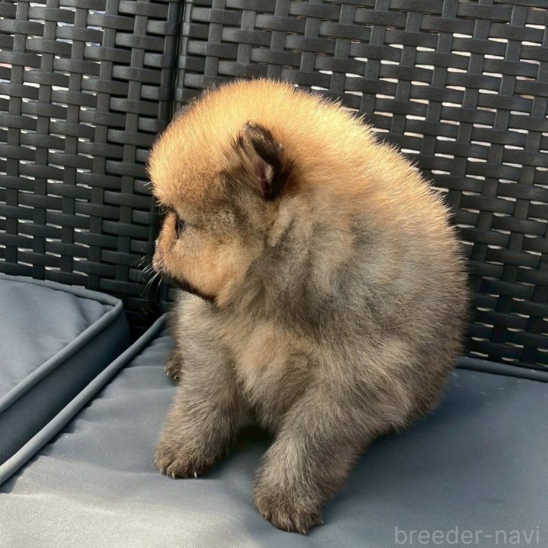 販売中の長崎県のポメラニアン-425463の6枚目