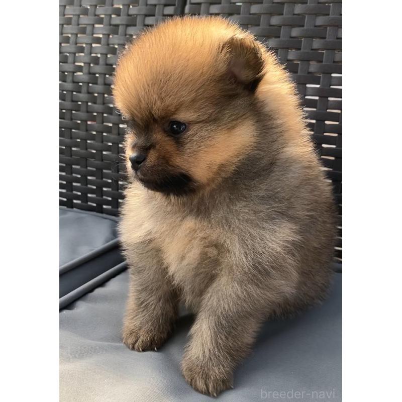 販売中の長崎県のポメラニアン-425463の5枚目