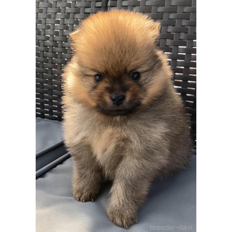 販売中の長崎県のポメラニアン-425463の4枚目