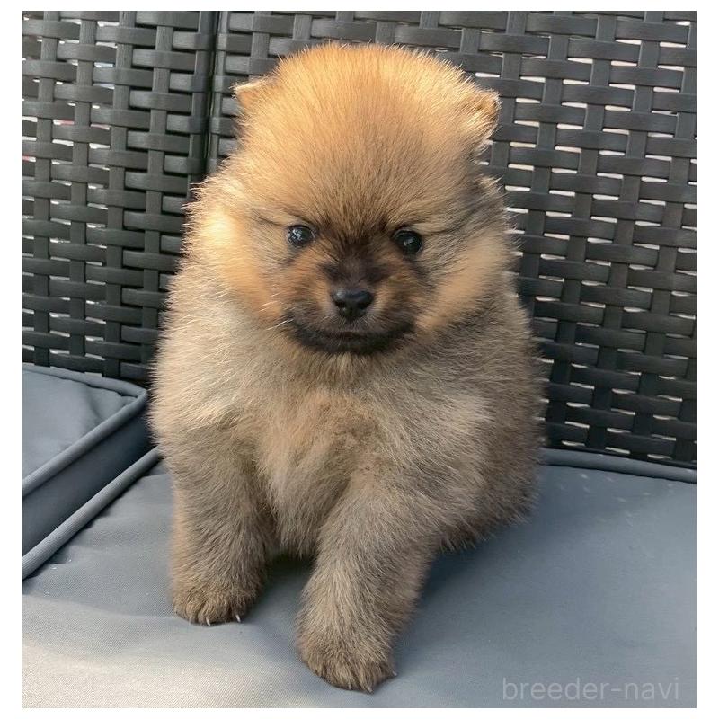 販売中の長崎県のポメラニアン-425463の3枚目