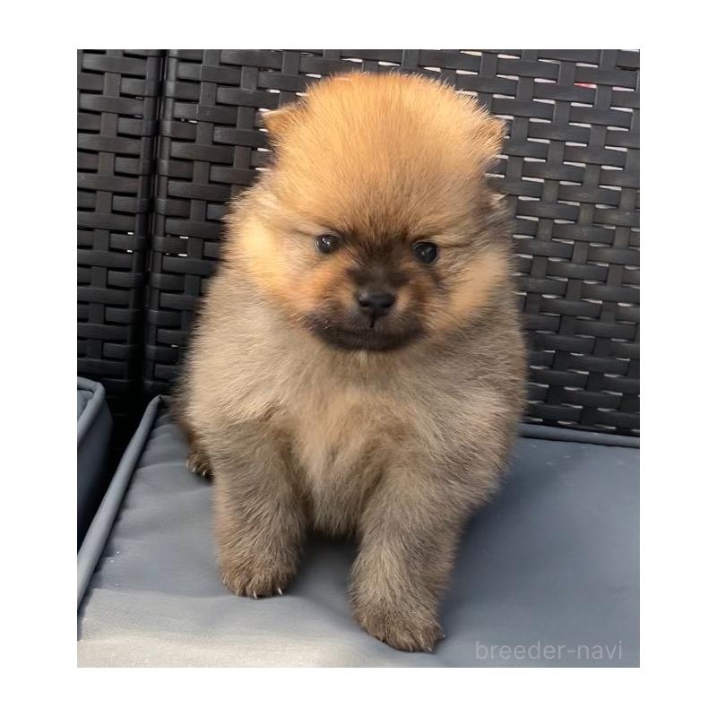 販売中の長崎県のポメラニアン-425463の2枚目