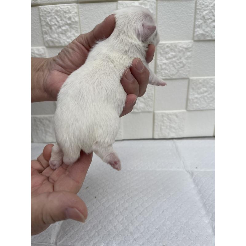 販売中の群馬県のチワワ(ロングコート)-425466の11枚目