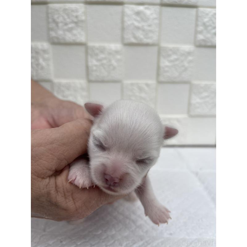 販売中の群馬県のチワワ(ロングコート)-425466の10枚目