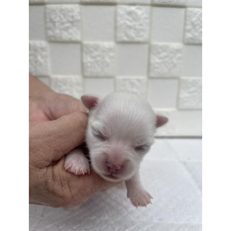 販売中の群馬県のチワワ(ロングコート)-425466の9枚目