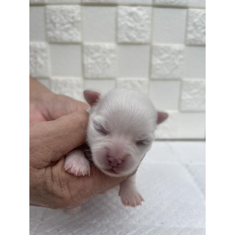 販売中の群馬県のチワワ(ロングコート)-425466の8枚目