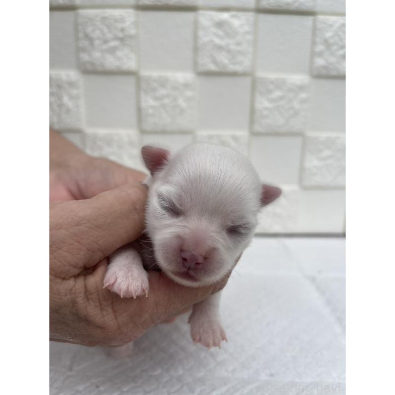 販売中の群馬県のチワワ(ロングコート)-425466の7枚目