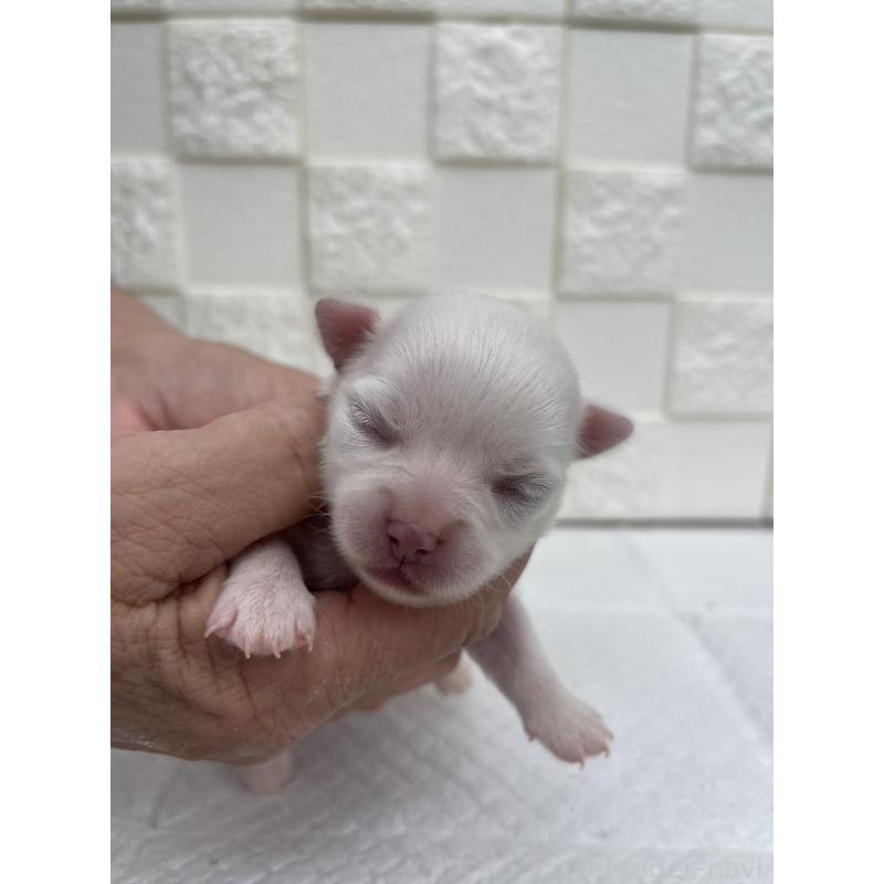 販売中の群馬県のチワワ(ロングコート)-425466の6枚目