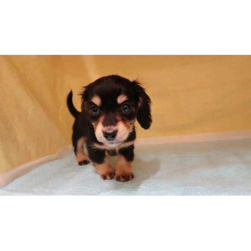 販売中の東京都のミックス犬-425465の3枚目