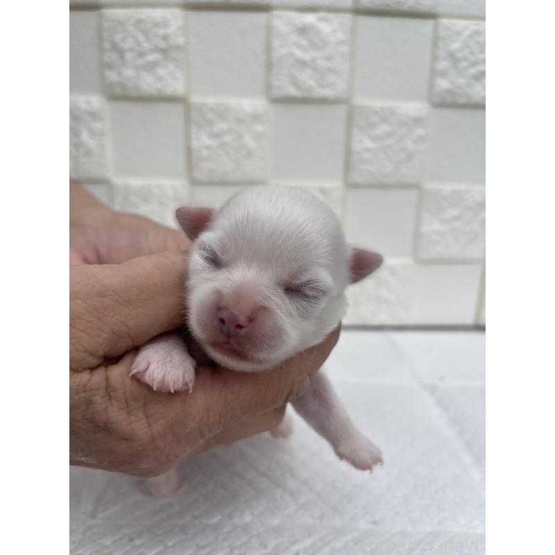 販売中の群馬県のチワワ(ロングコート)-425466の5枚目