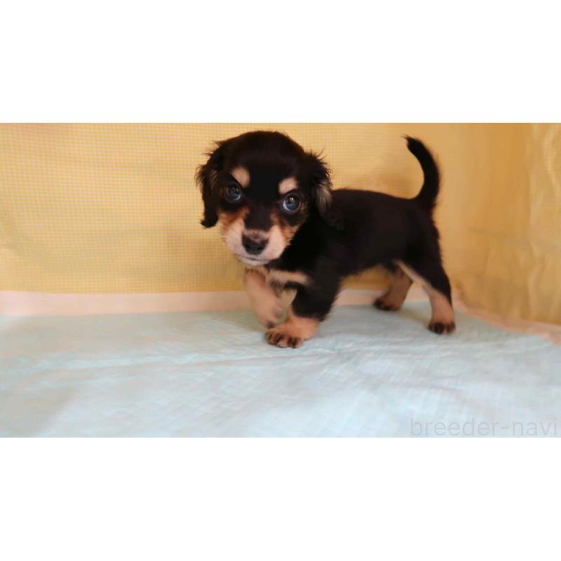 販売中の東京都のミックス犬-425465の2枚目