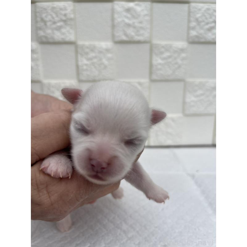 販売中の群馬県のチワワ(ロングコート)-425466の3枚目