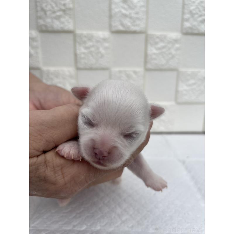 販売中の群馬県のチワワ(ロングコート)-425466の2枚目