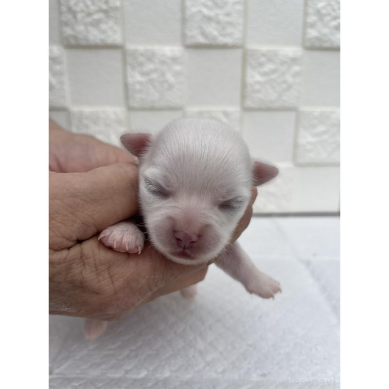 販売中の群馬県のチワワ(ロングコート)-425466