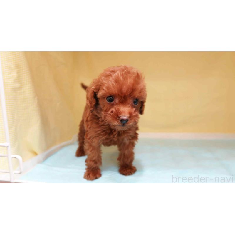 販売中の東京都のトイプードル-425467の4枚目