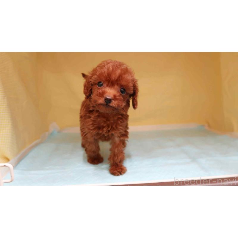 販売中の東京都のトイプードル-425467の3枚目