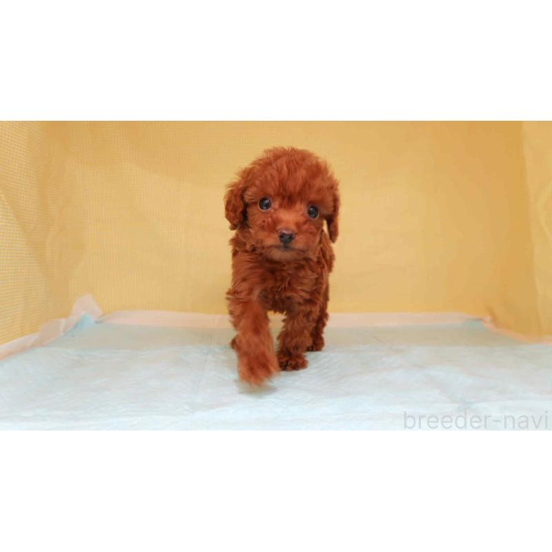 販売中の東京都のトイプードル-425467の2枚目