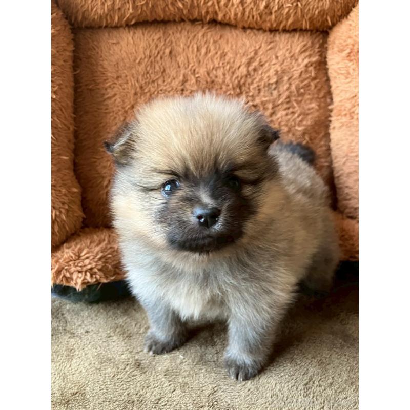 販売中の長崎県のポメラニアン-425468の19枚目