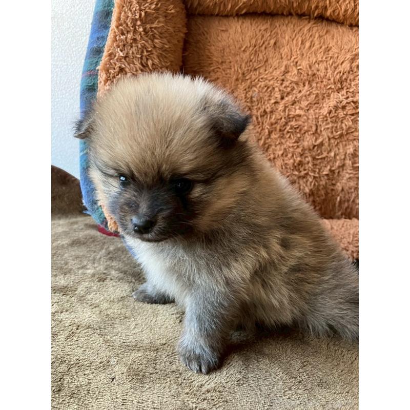 販売中の長崎県のポメラニアン-425468の18枚目