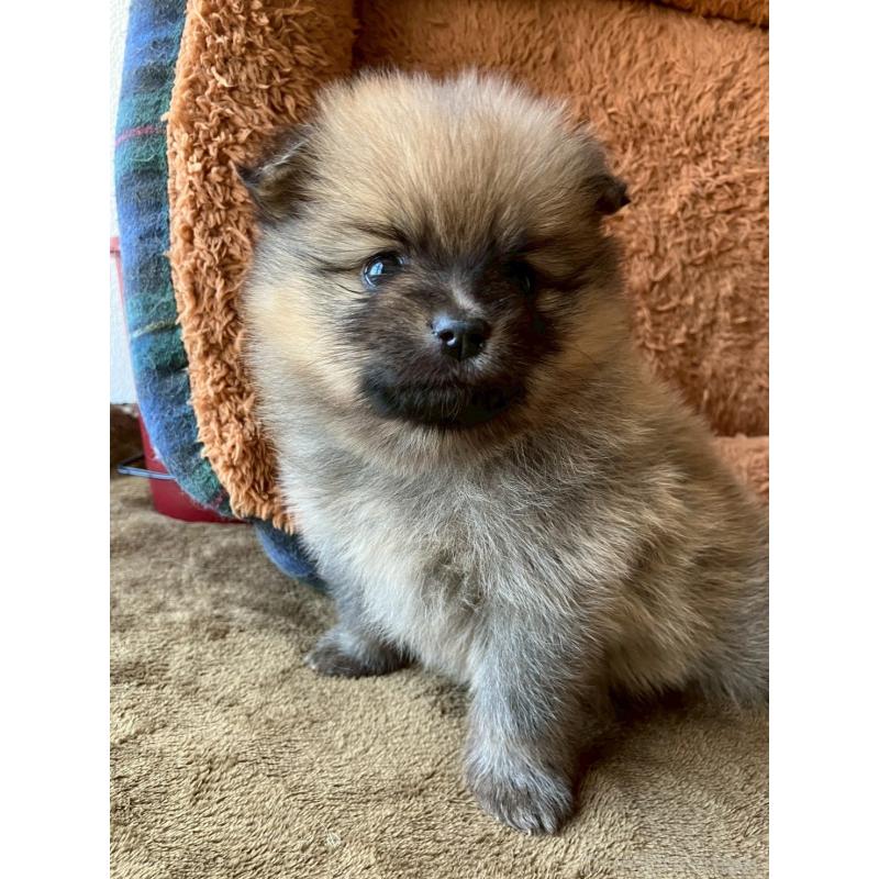 販売中の長崎県のポメラニアン-425468の17枚目