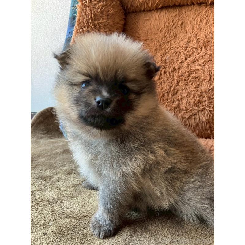 販売中の長崎県のポメラニアン-425468の16枚目