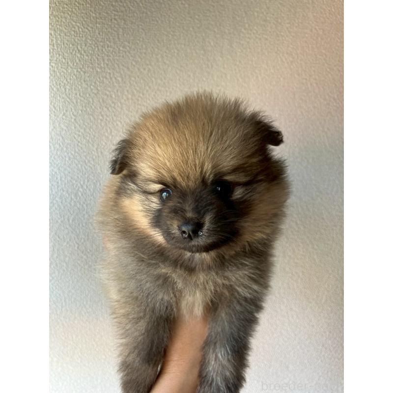 販売中の長崎県のポメラニアン-425468の14枚目