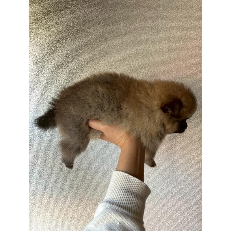 販売中の長崎県のポメラニアン-425468の13枚目