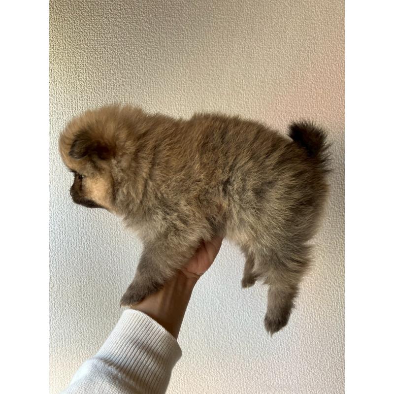 販売中の長崎県のポメラニアン-425468の12枚目