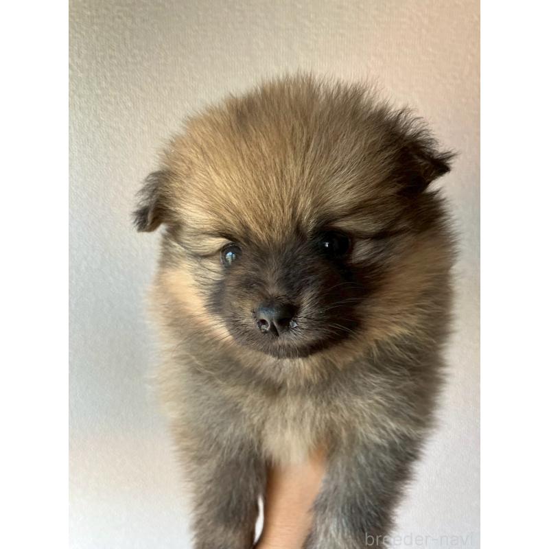 販売中の長崎県のポメラニアン-425468の11枚目