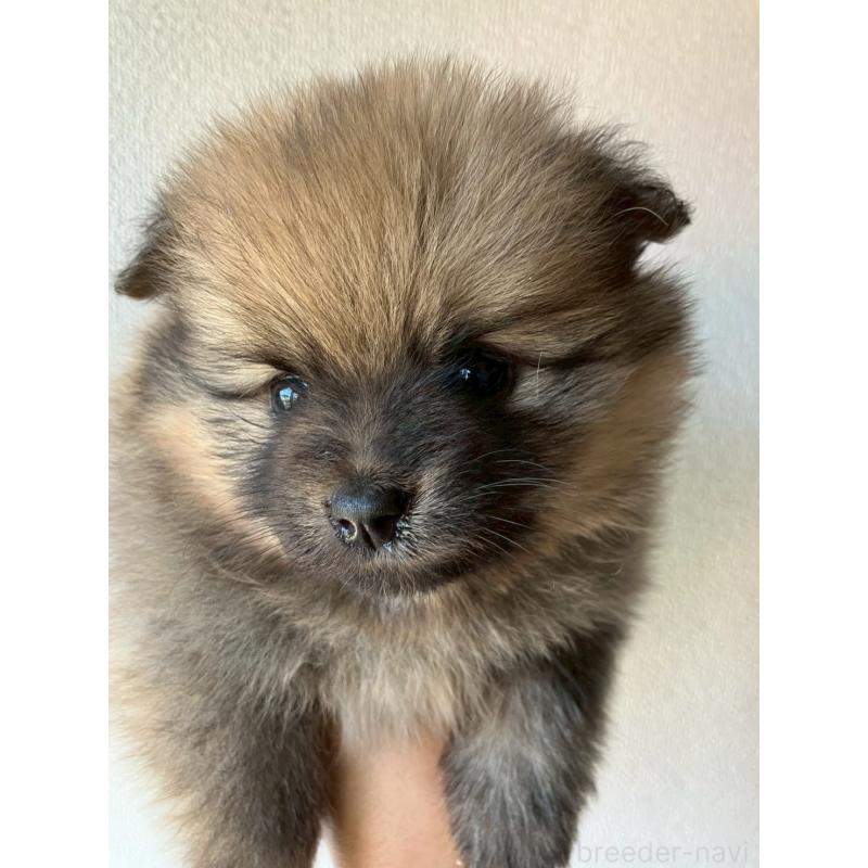 販売中の長崎県のポメラニアン-425468の10枚目