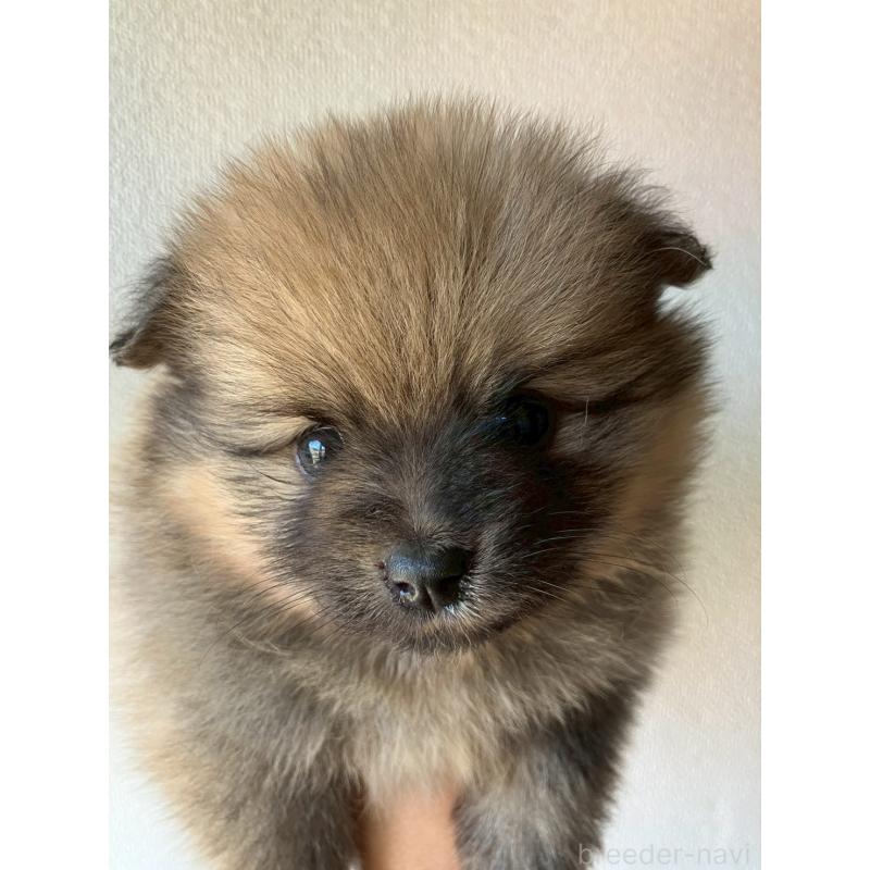 販売中の長崎県のポメラニアン-425468の9枚目
