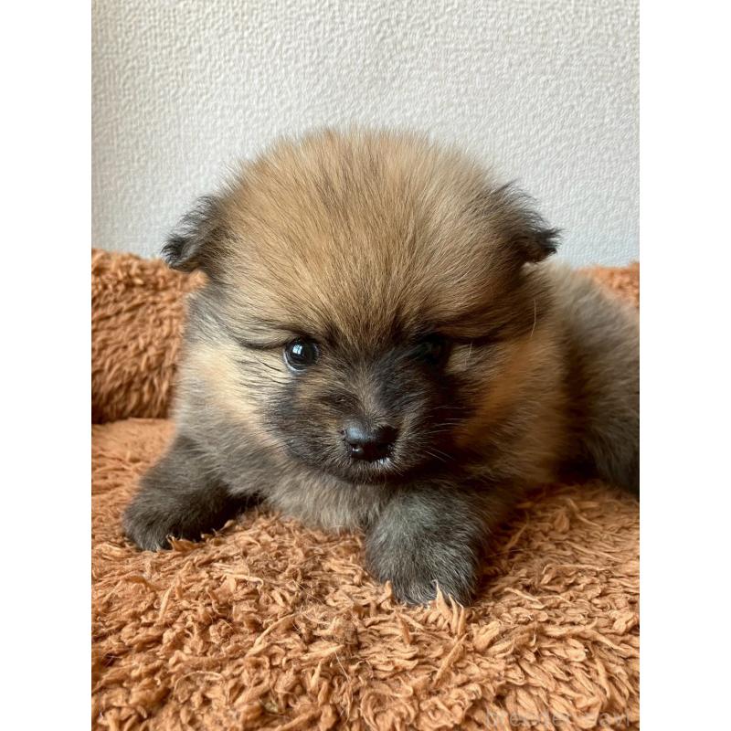 販売中の長崎県のポメラニアン-425468の1枚目