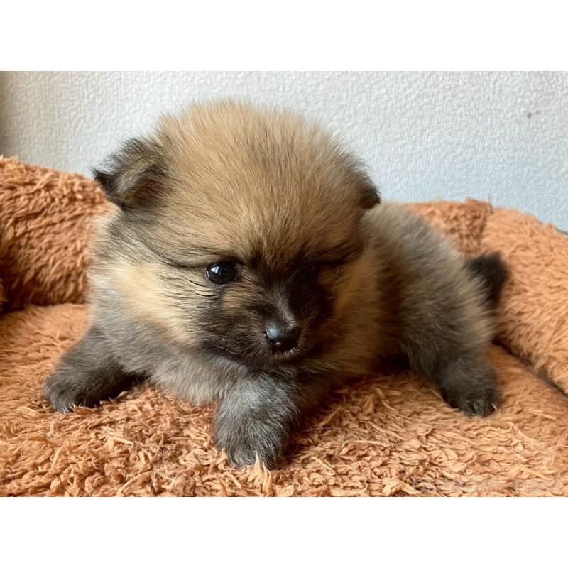 販売中の長崎県のポメラニアン-425468の8枚目