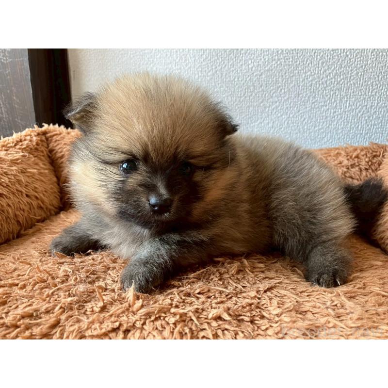 販売中の長崎県のポメラニアン-425468の7枚目