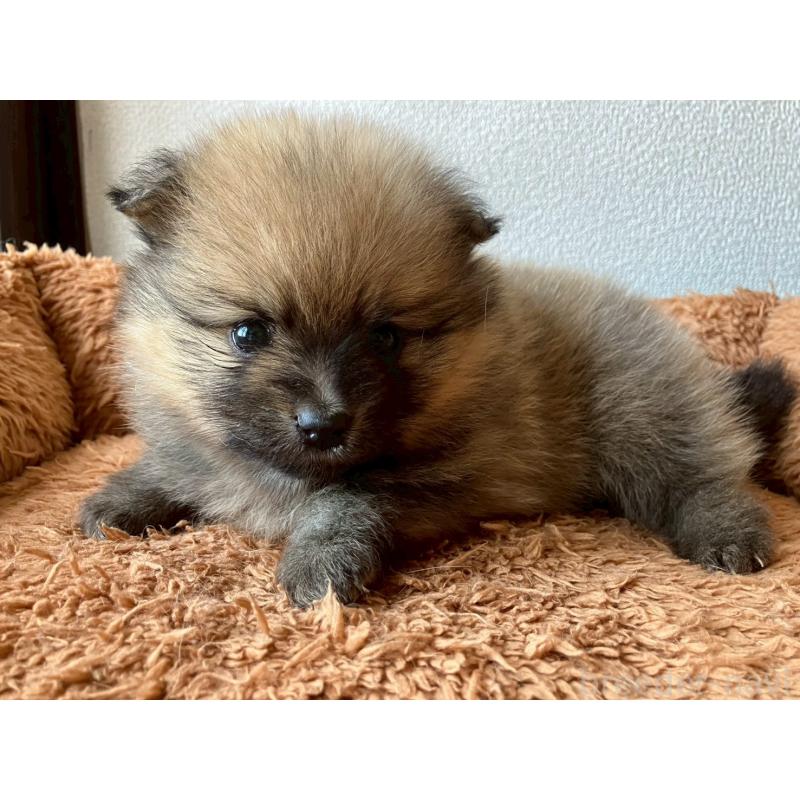 販売中の長崎県のポメラニアン-425468の6枚目