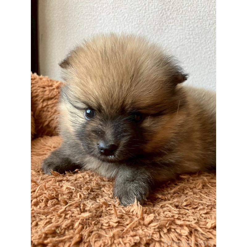 販売中の長崎県のポメラニアン-425468の5枚目