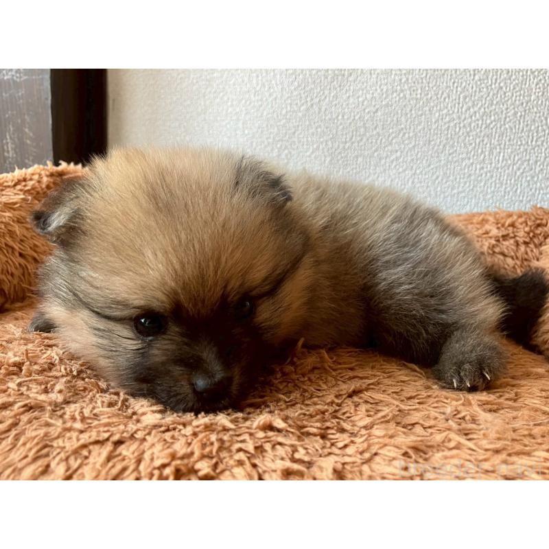 販売中の長崎県のポメラニアン-425468の4枚目