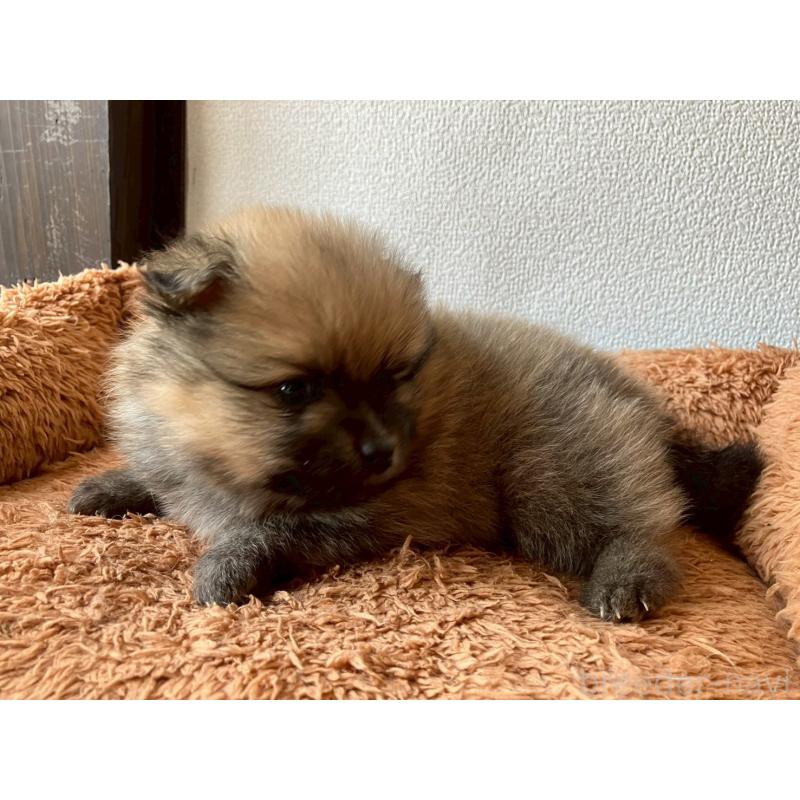 販売中の長崎県のポメラニアン-425468の3枚目