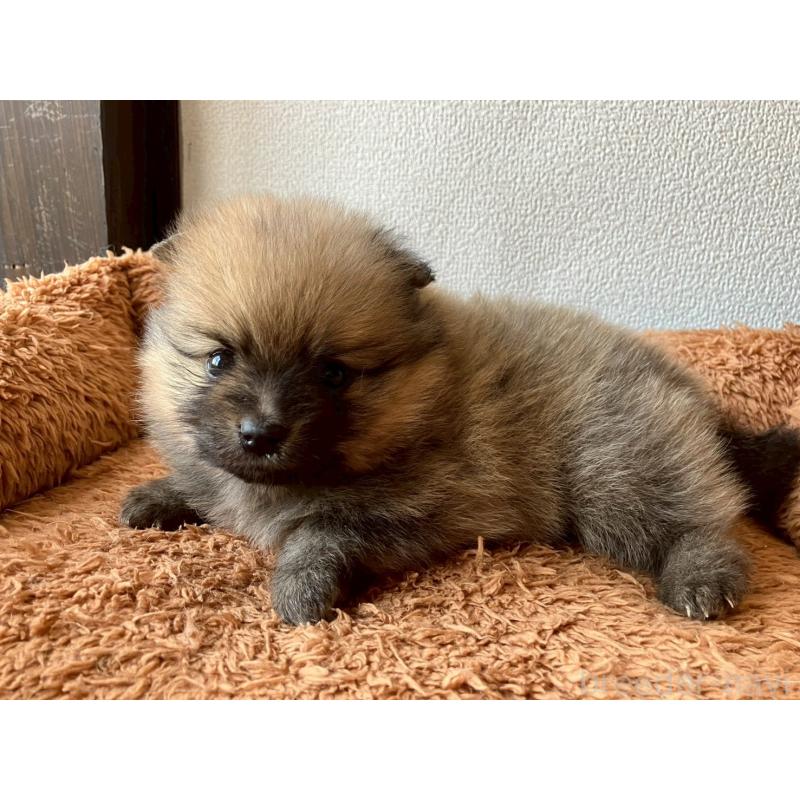 販売中の長崎県のポメラニアン-425468の2枚目