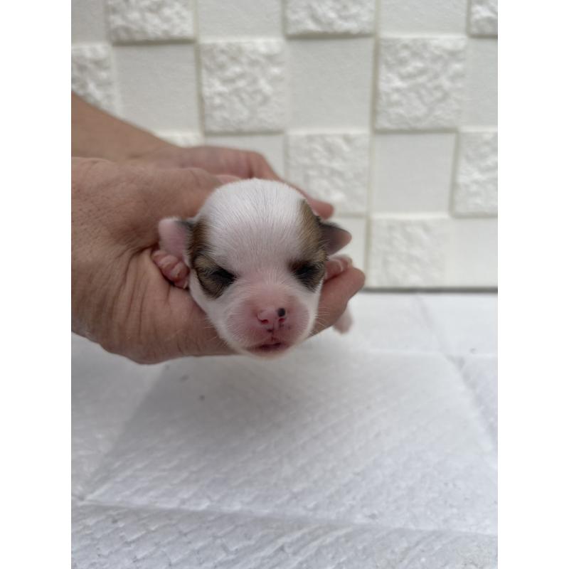 販売中の群馬県のチワワ(ロングコート)-425469の8枚目