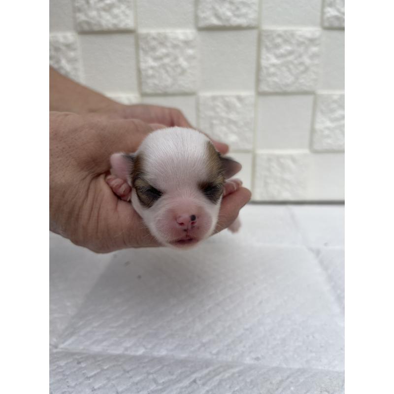 販売中の群馬県のチワワ(ロングコート)-425469の7枚目