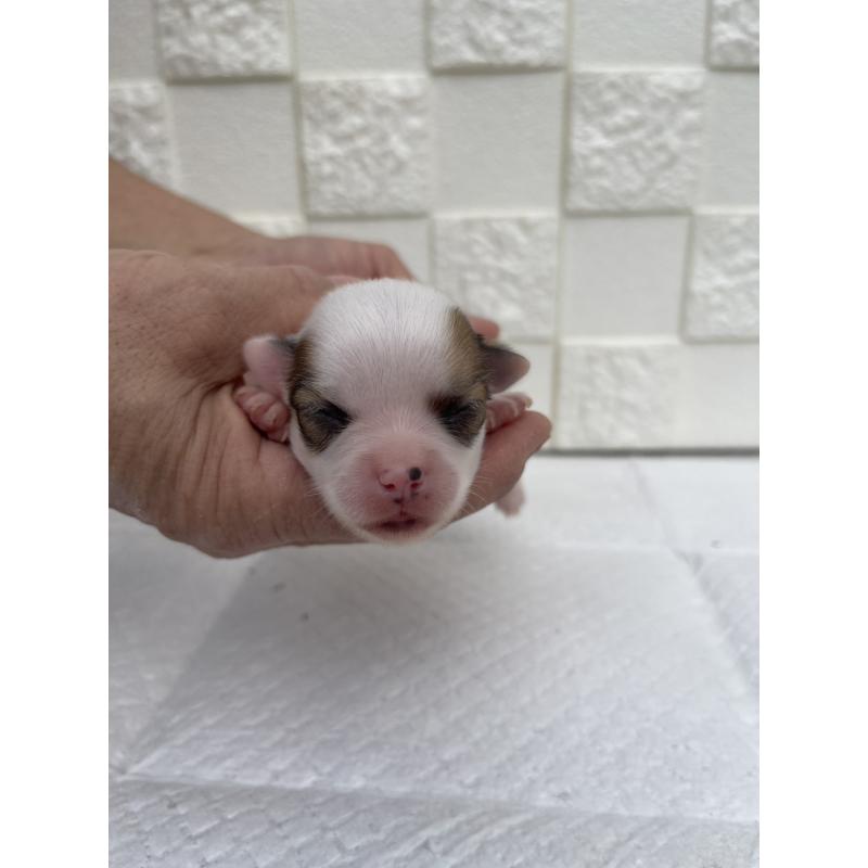 販売中の群馬県のチワワ(ロングコート)-425469の5枚目