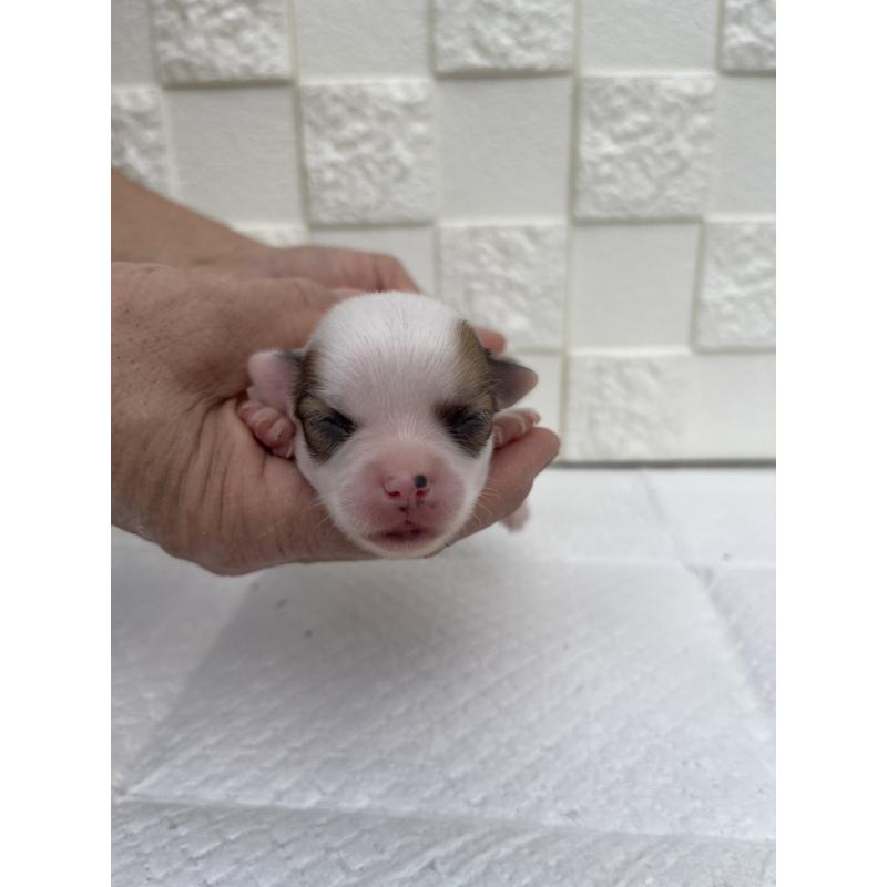 販売中の群馬県のチワワ(ロングコート)-425469の4枚目