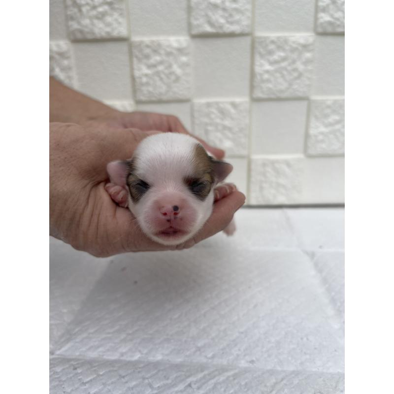 販売中の群馬県のチワワ(ロングコート)-425469の3枚目